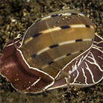 Glyphepithema alapapilionis